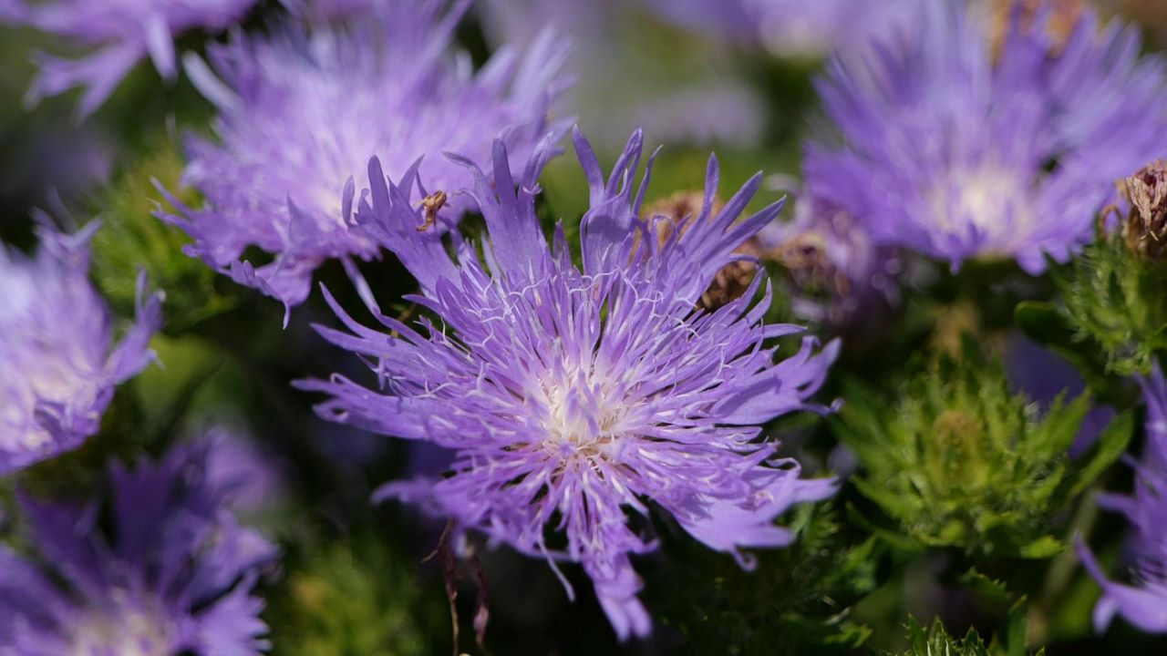 Get It Growing: Stokes’ aster is great for pollinator gardens